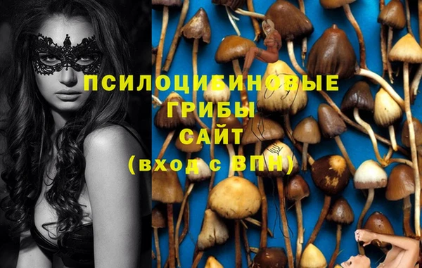 гидра Елизово